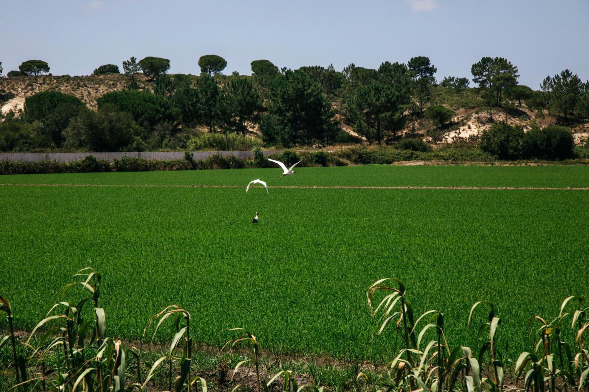 Herdade De Montalvo - Comporta Εξωτερικό φωτογραφία
